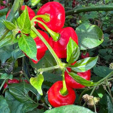 Biquinho x UFO - Seeds - The Pepper Pantry (Formerly Marie Sharp's)